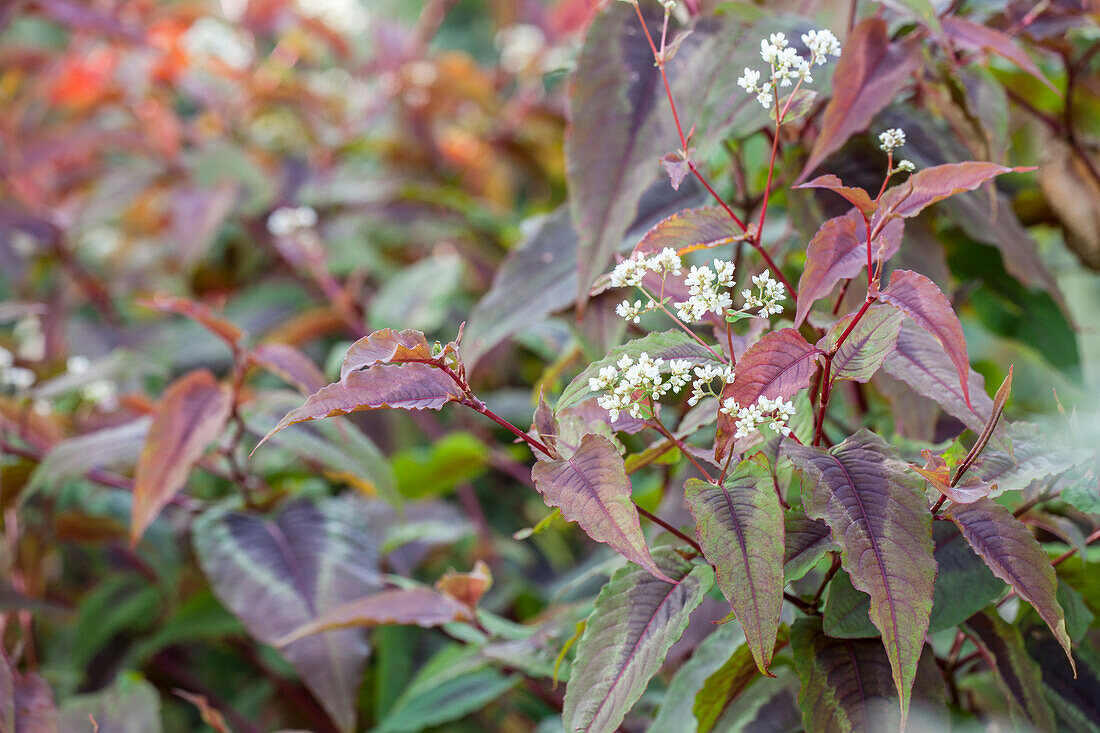 Aconogonon microcephala 'Red Dragon'