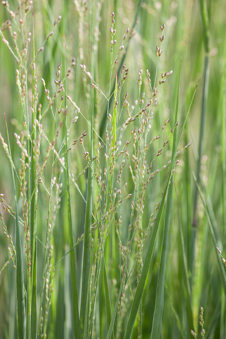 Panicum virgatum 'Northwind'