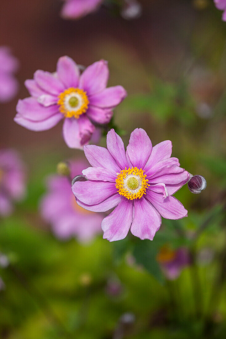 Anemone japonica hybrid 'Honorione Jobert'