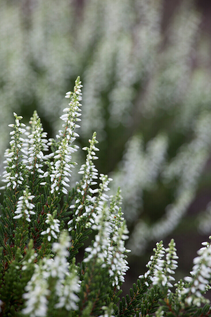 Calluna vulagris 'Madonna'