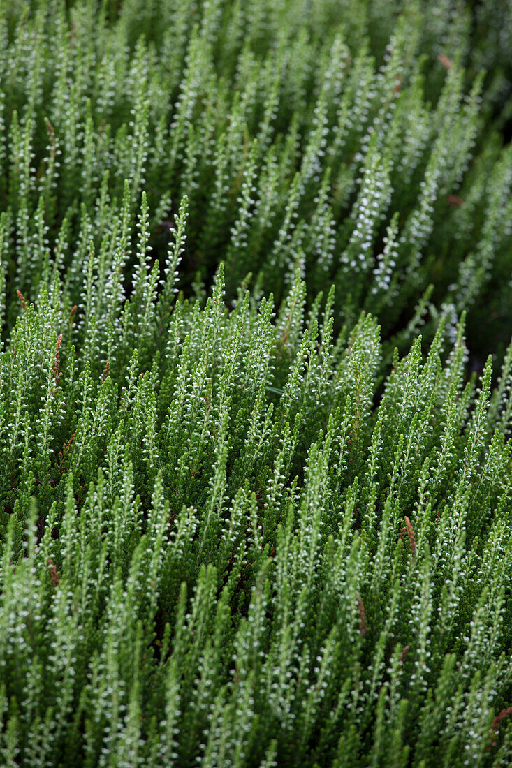 Calluna vulgaris 'Alicia'