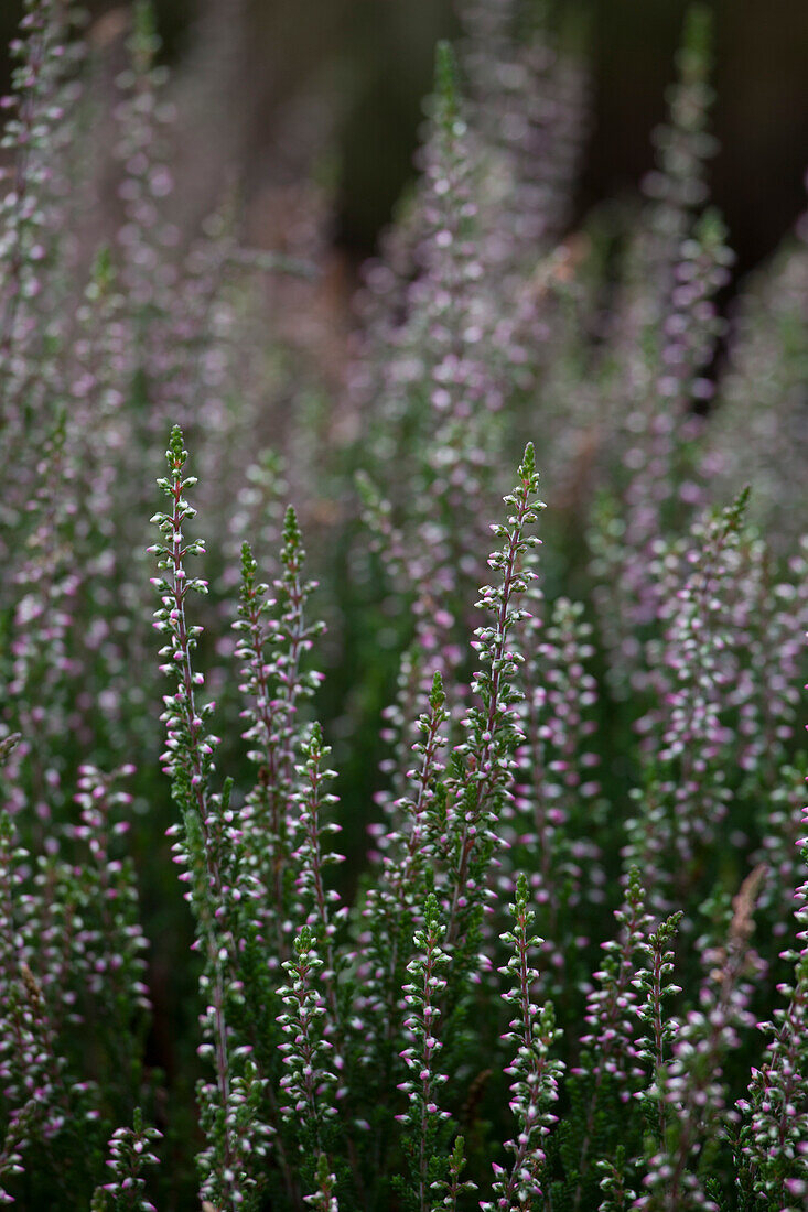 Calluna vulgaris 'Aphrodite'