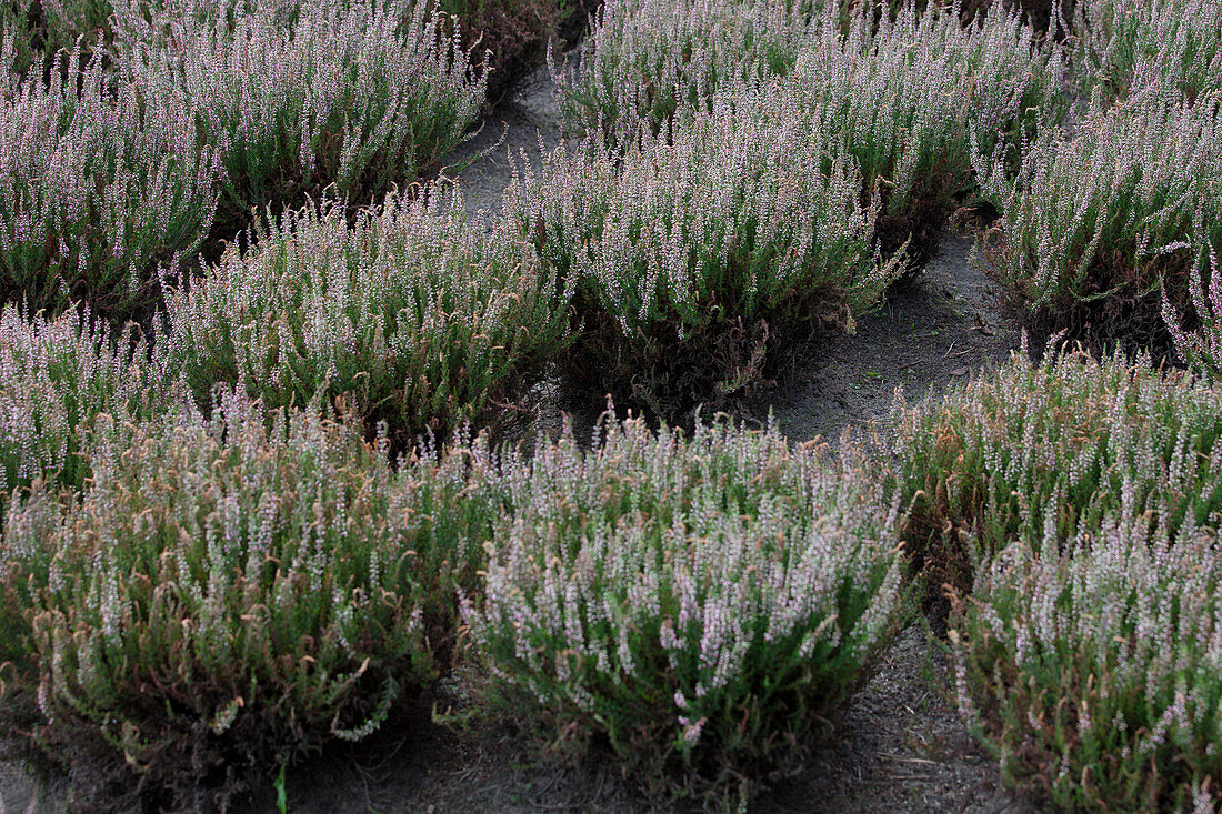 Calluna vulgaris 'Aphrodite'