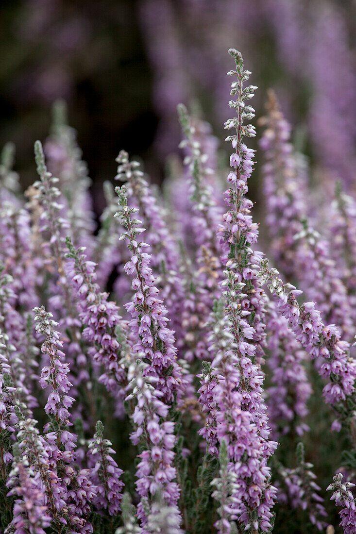 Calluna vulgaris 'Silver Knight'