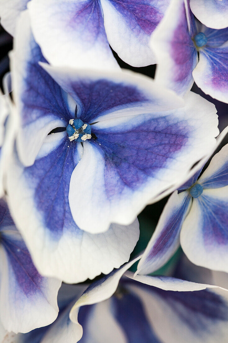 Hydrangea macrophylla 'Bavaria'®