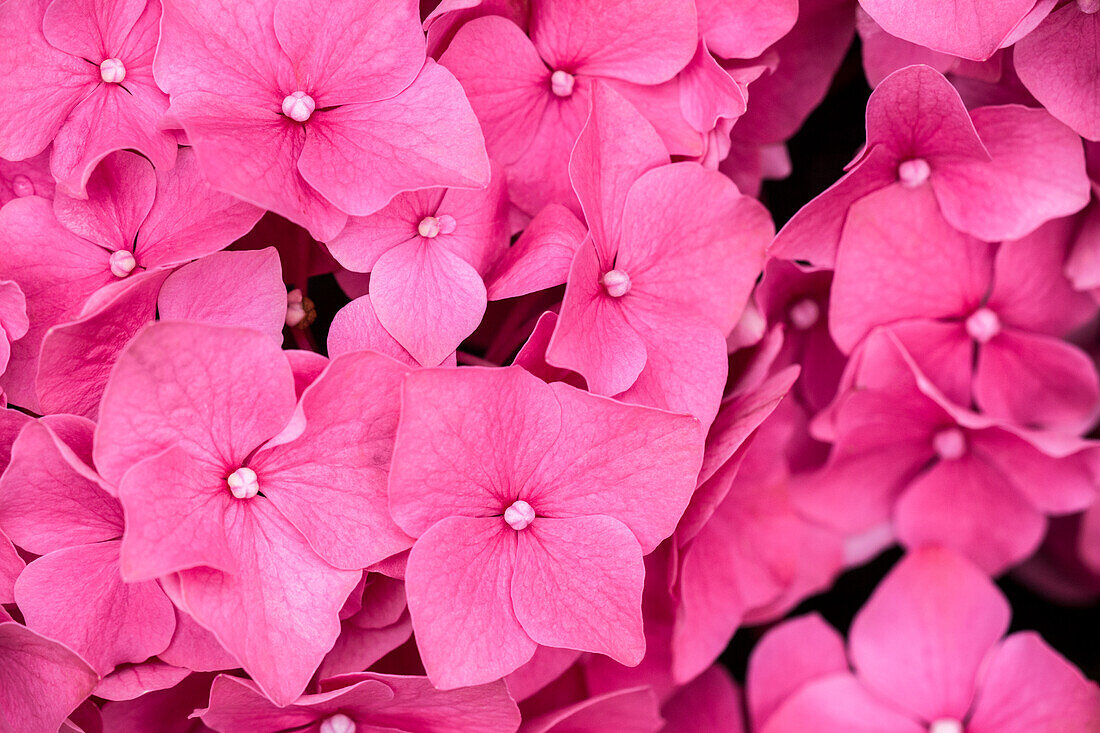 Hydrangea macrophylla, pink