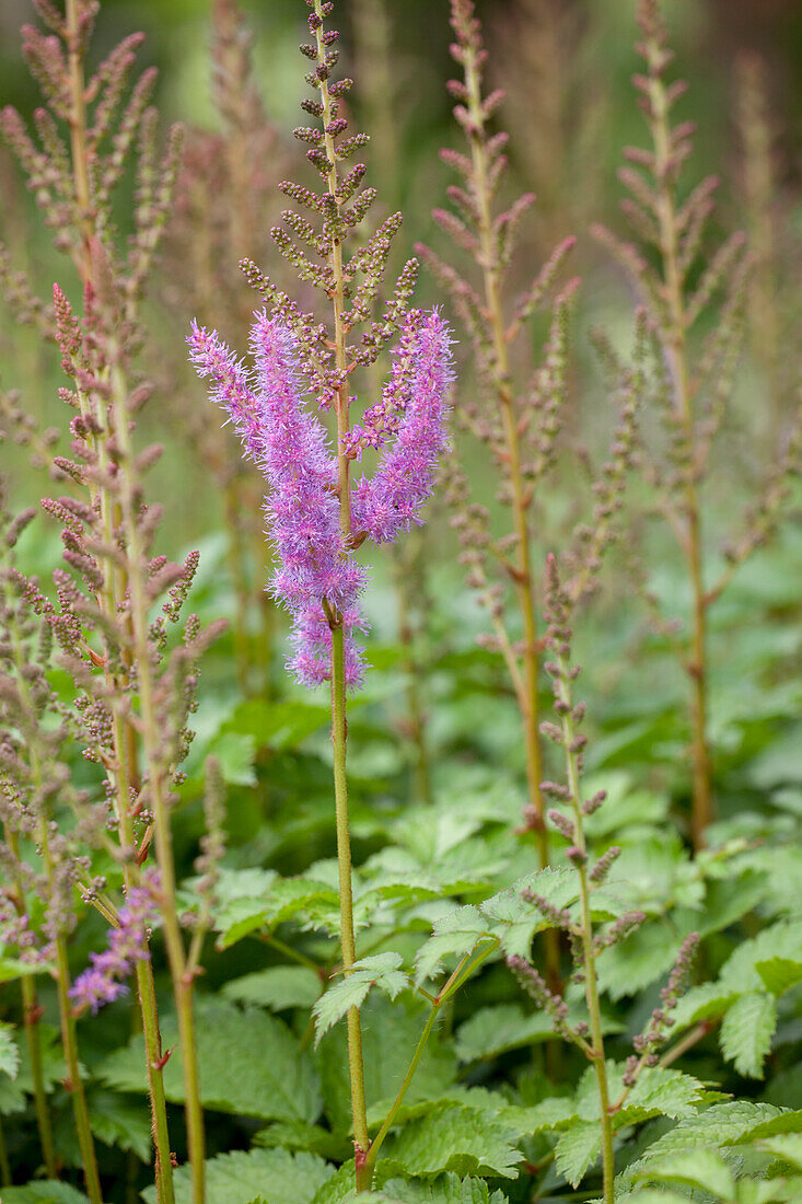 Astilbe x arendsii, rosa