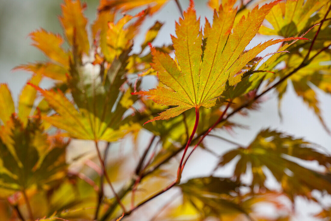 Acer palmatum