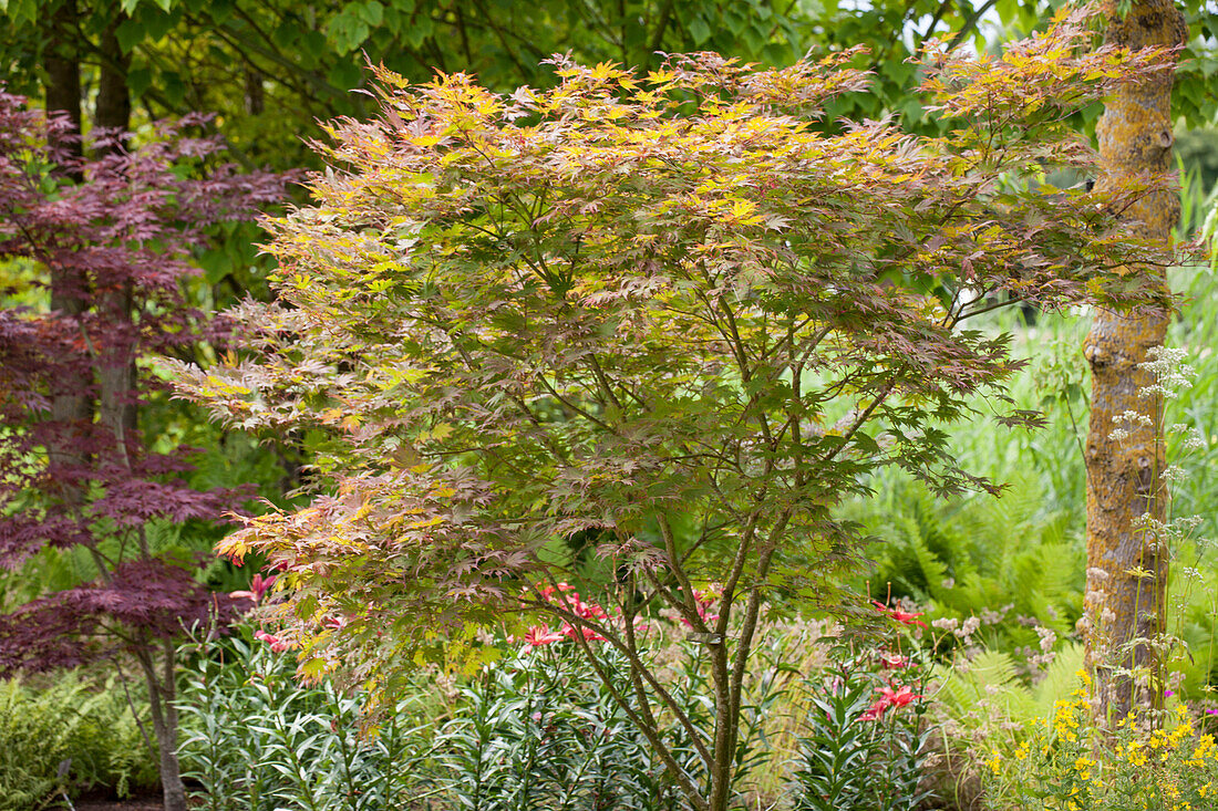 Acer palmatum