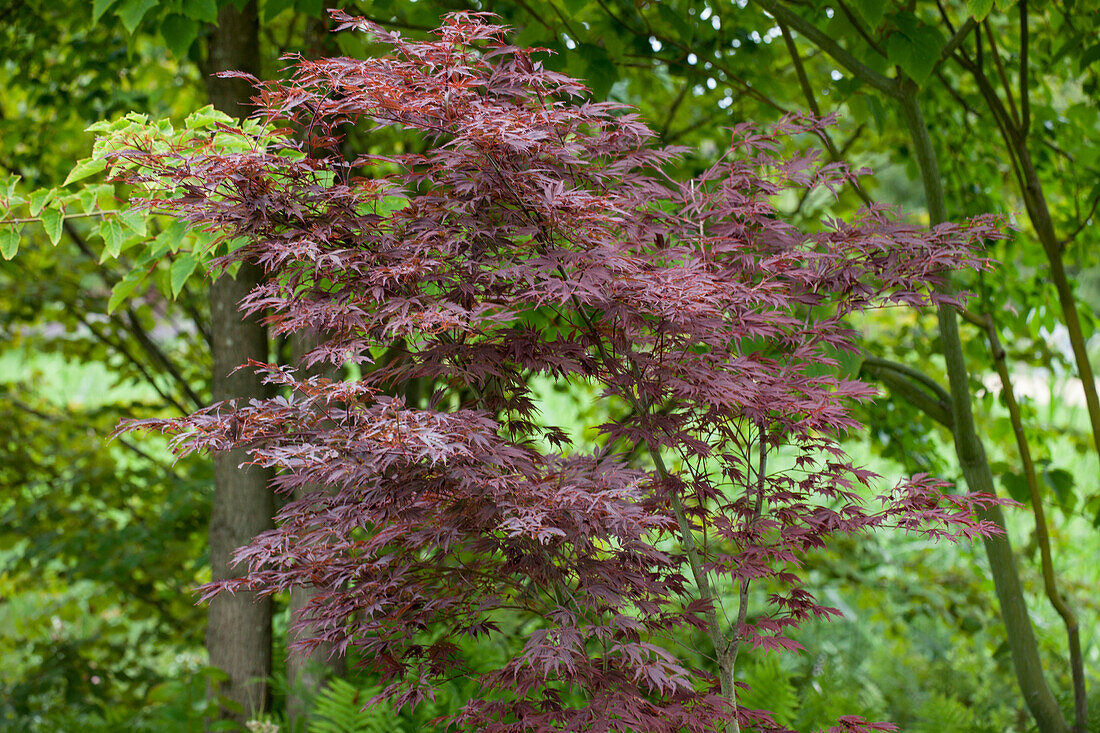 Acer palmatum