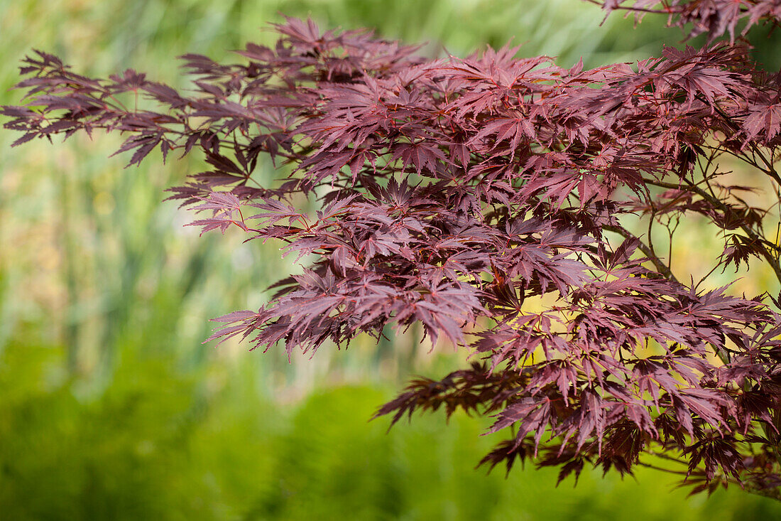 Acer palmatum