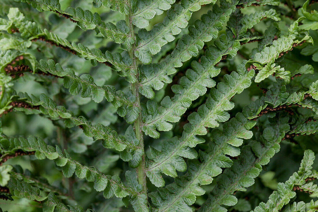 Athyrium filix-femina