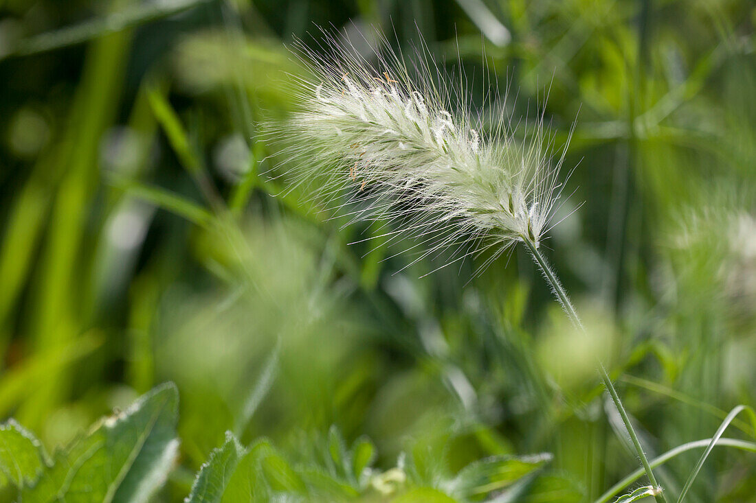 Pennisetum alopecuroides