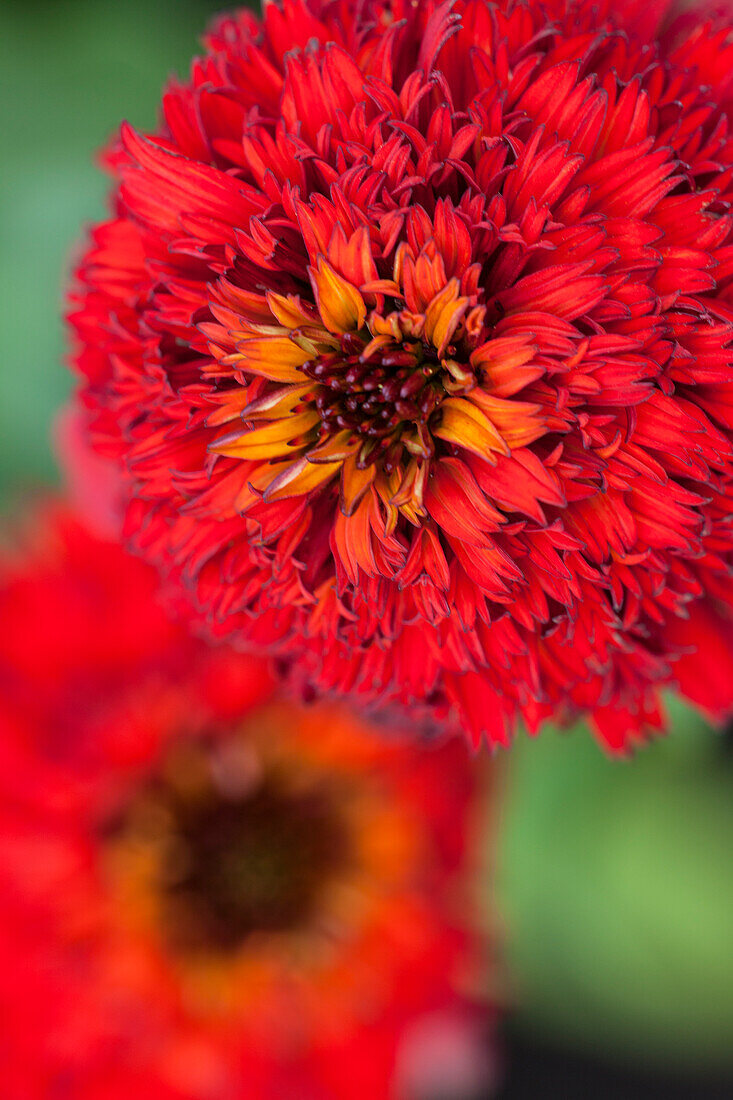 Echinacea purpurea 'Hot Papaya'®