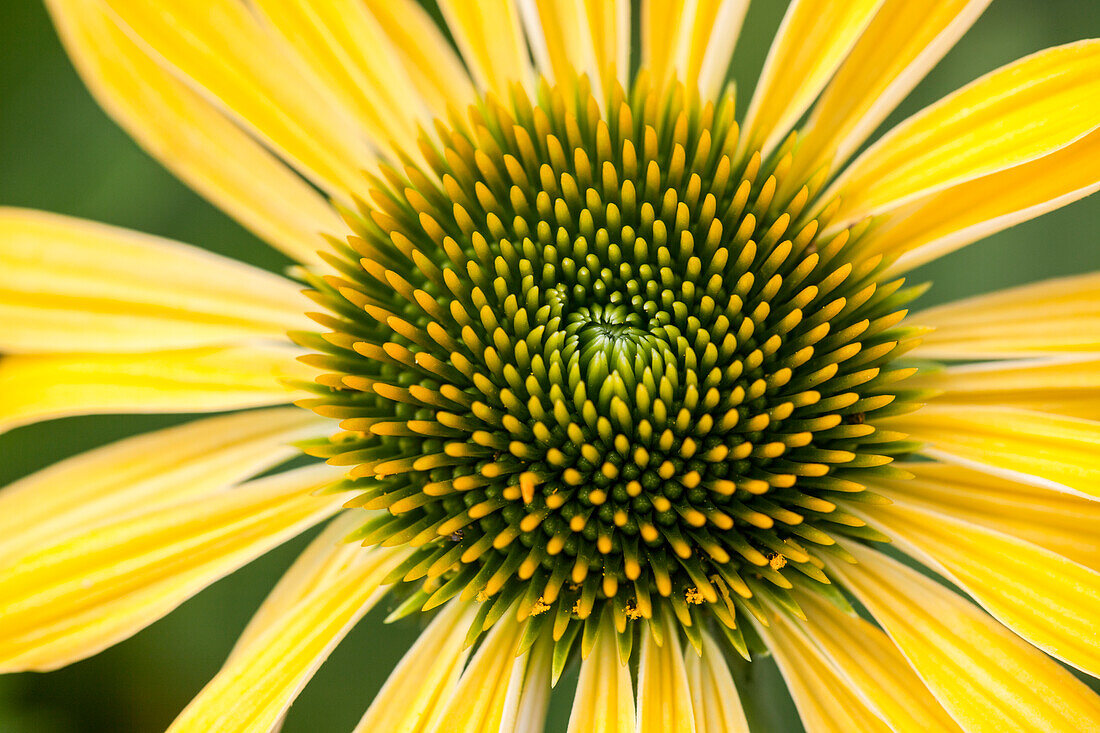 Echinacea purpurea, gelb