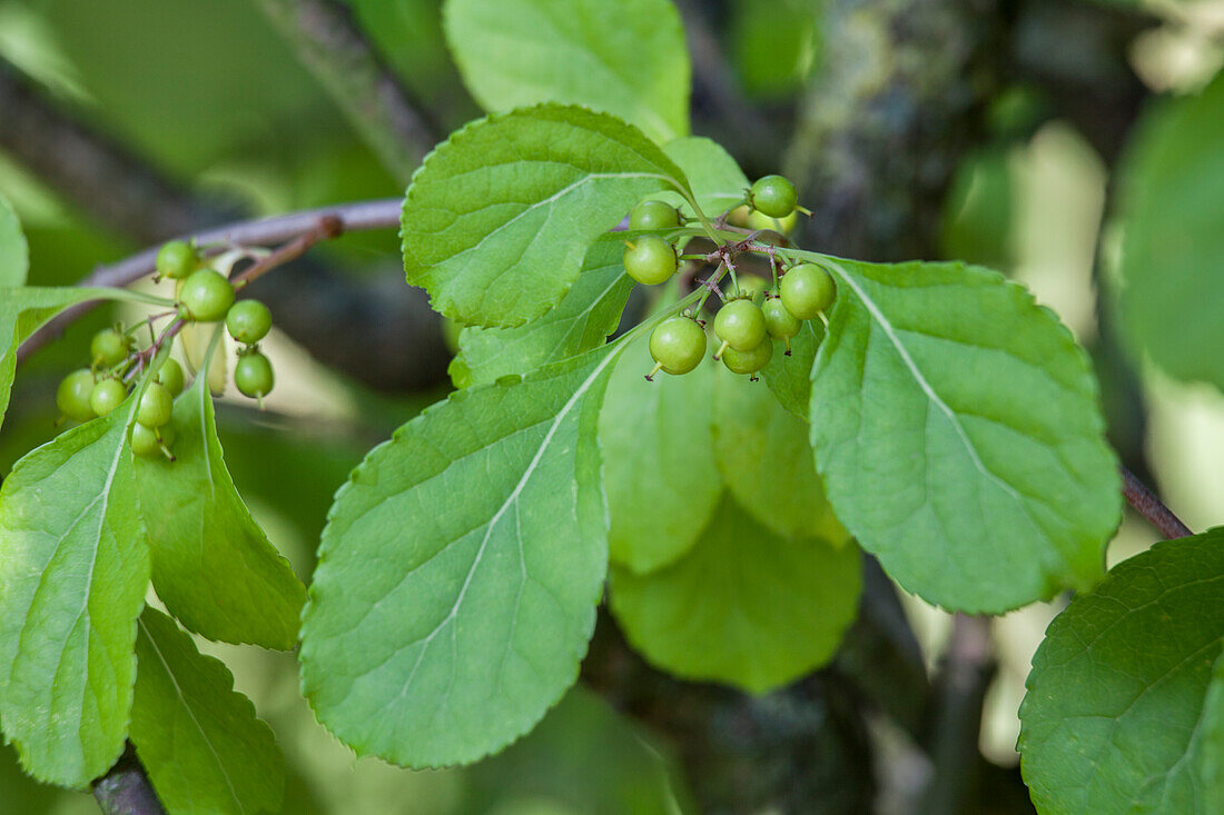 Celastrus orbiculatus