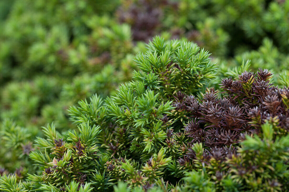 Cryptomeria japonica 'Vilmoriniana'