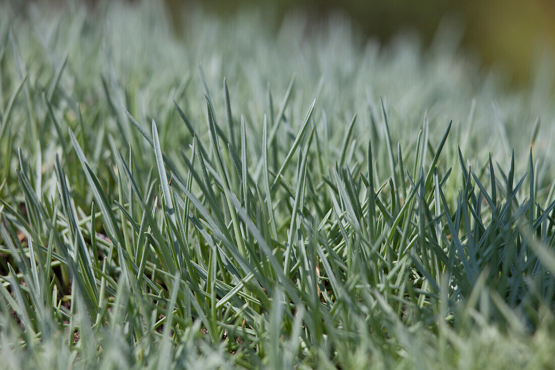 Dianthus gratianopolitanus