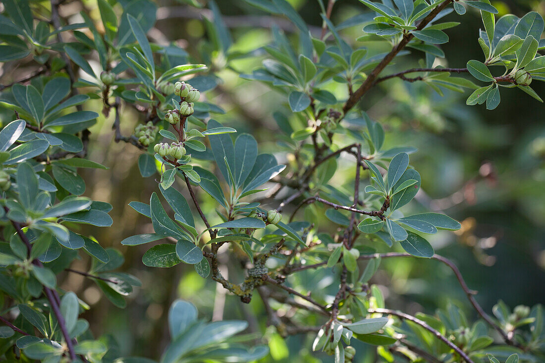 Exochorda x macrantha 'The Bride