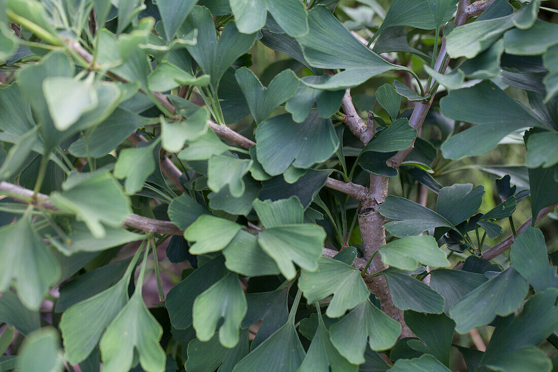 Ginkgo biloba 'Tremonia'