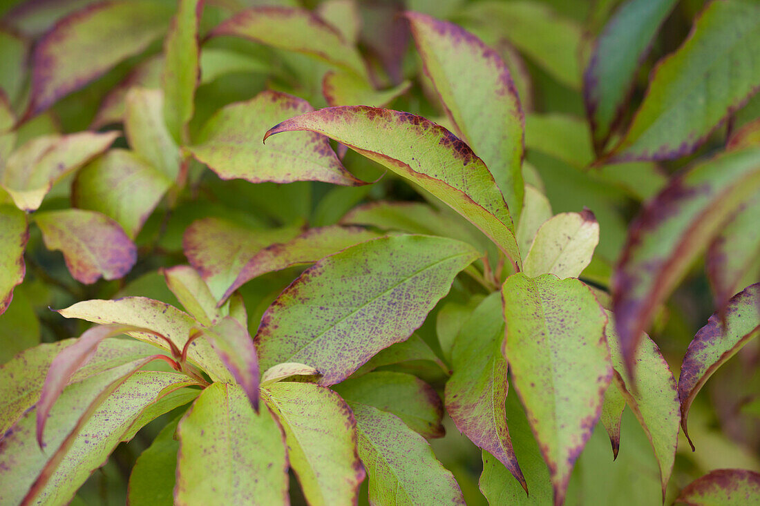 Helleborus torquatus-Hybride 'Party Dress'