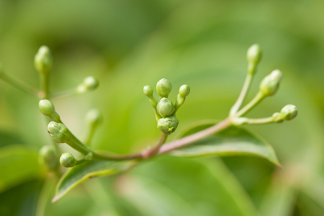 Heptacodium jasminoides