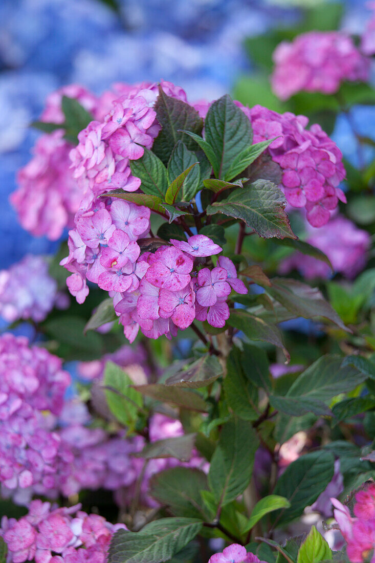 Hydrangea macrophylla