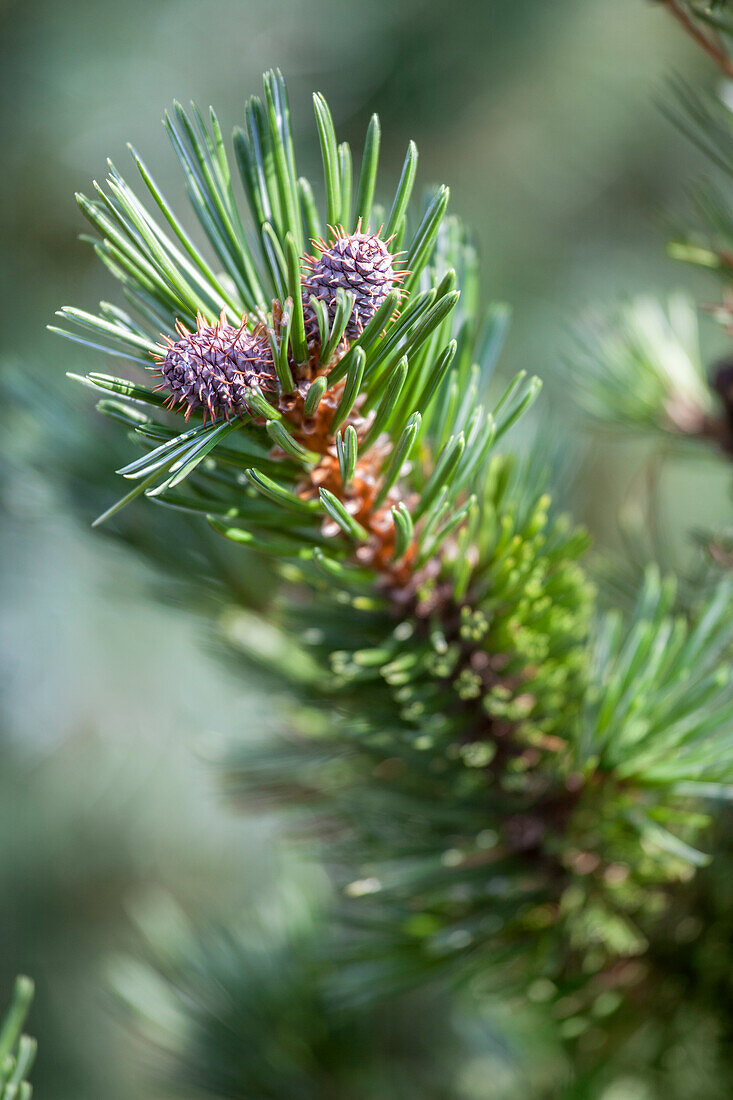 Pinus longaeva 'Sherwood Compact'