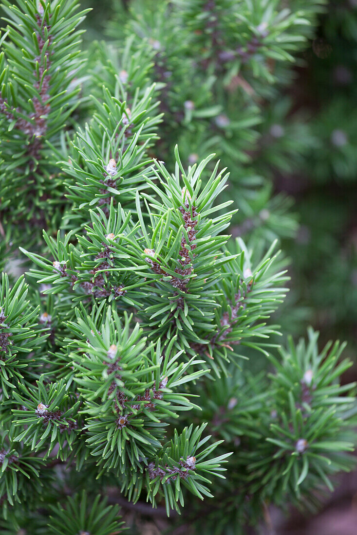 Pinus banksiana Winnipeg