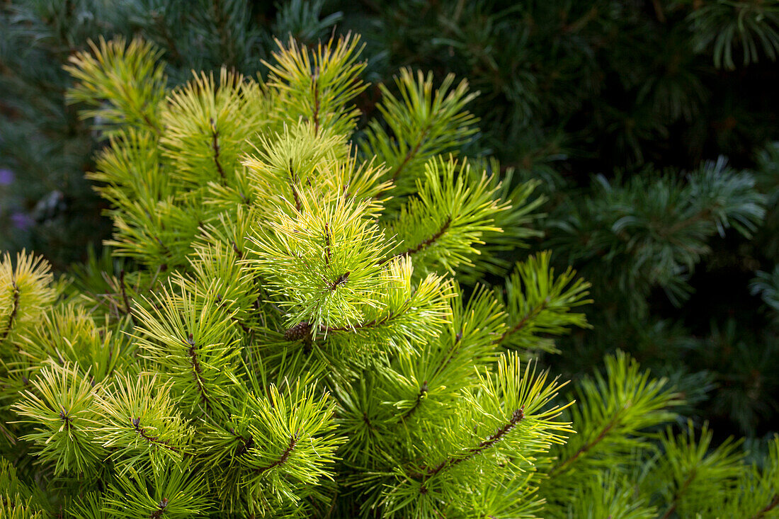 Pinus contorta 'Frisian Gold'