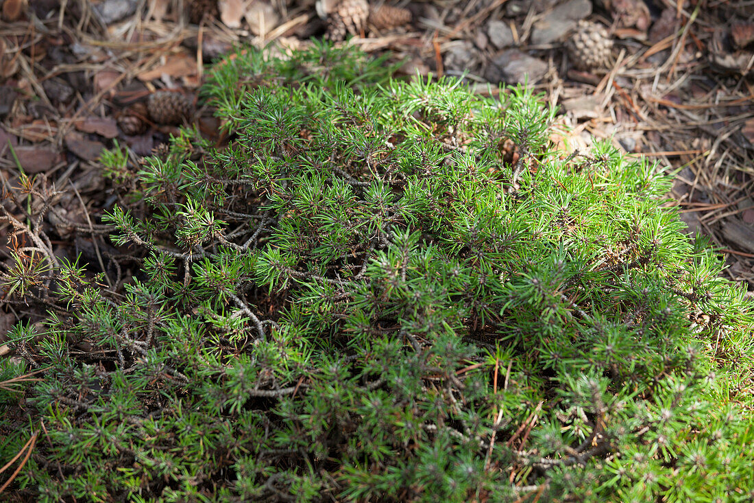 Pinus uncinata 'Parade cushion