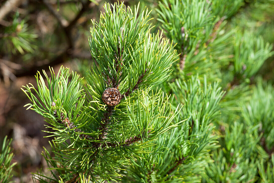 Pinus mugo 'Carsten's Wintergold'