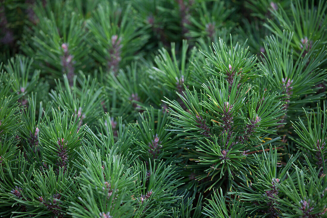 Pinus mugo 'Gnom Findling'