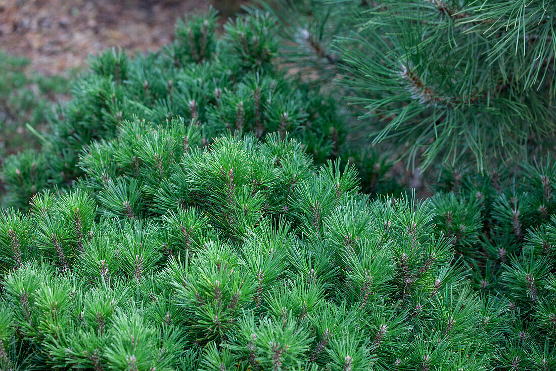 Pinus mugo 'Gnom Findling'