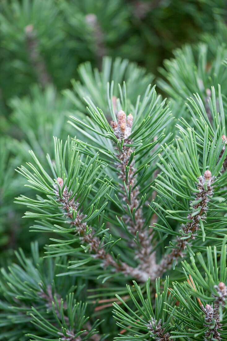 Pinus mugo 'Pug'