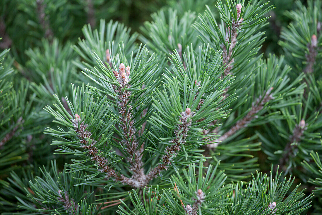 Pinus mugo 'Mops'