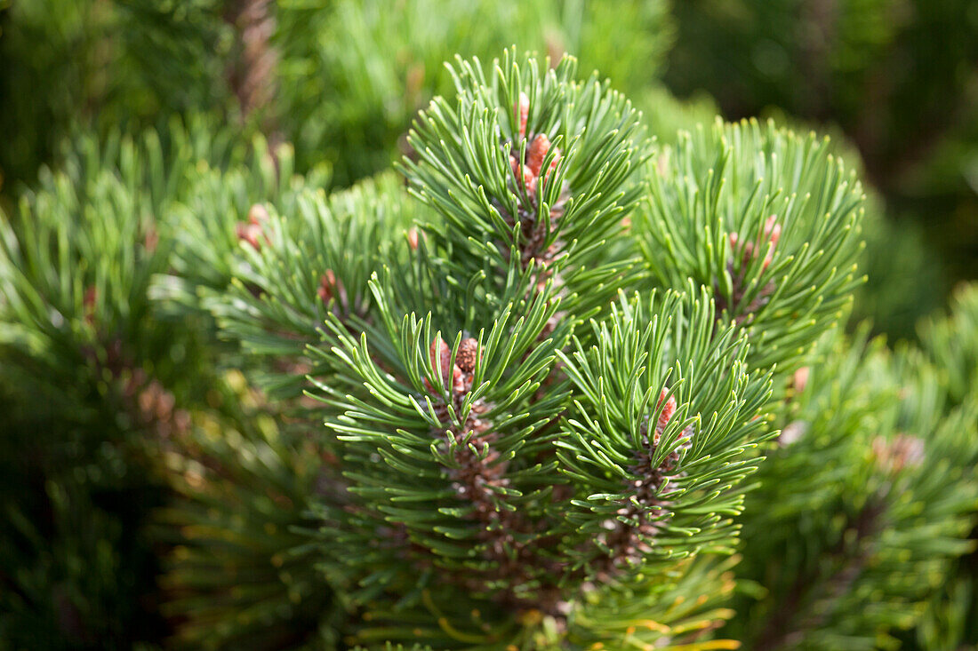 Pinus mugo 'Picobello'