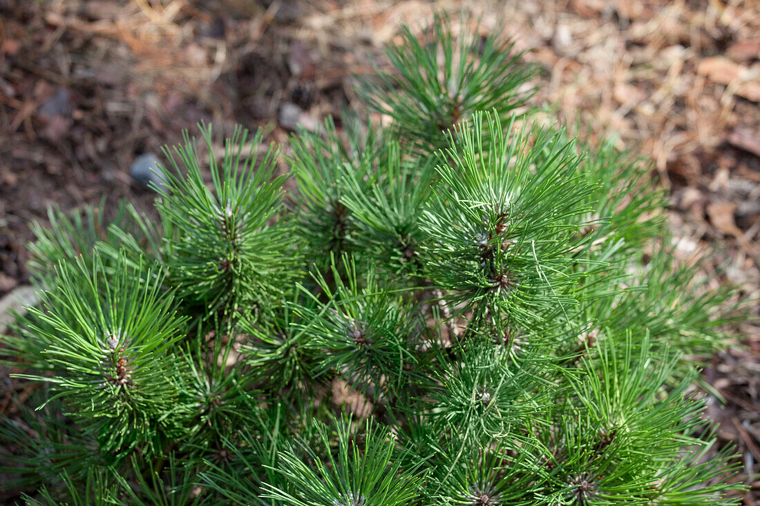 Pinus nigra Hornibrookiana