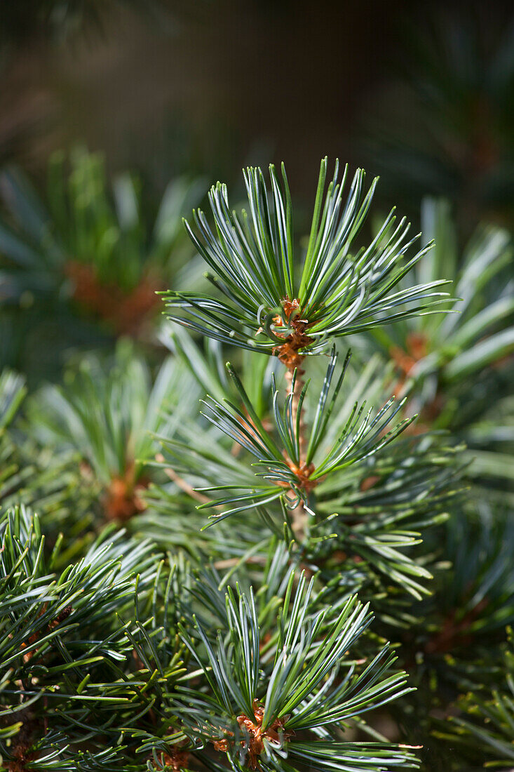 Pinus nigra 'Hornibrookiana'