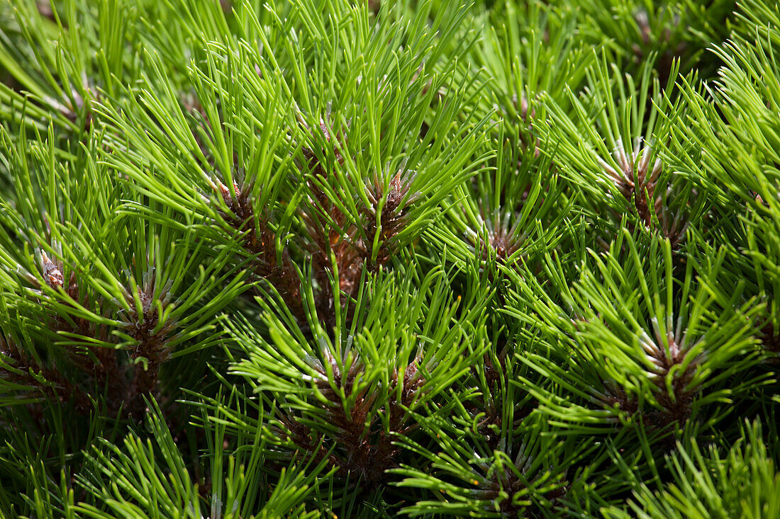 Pinus nigra 'Marie Bregeon