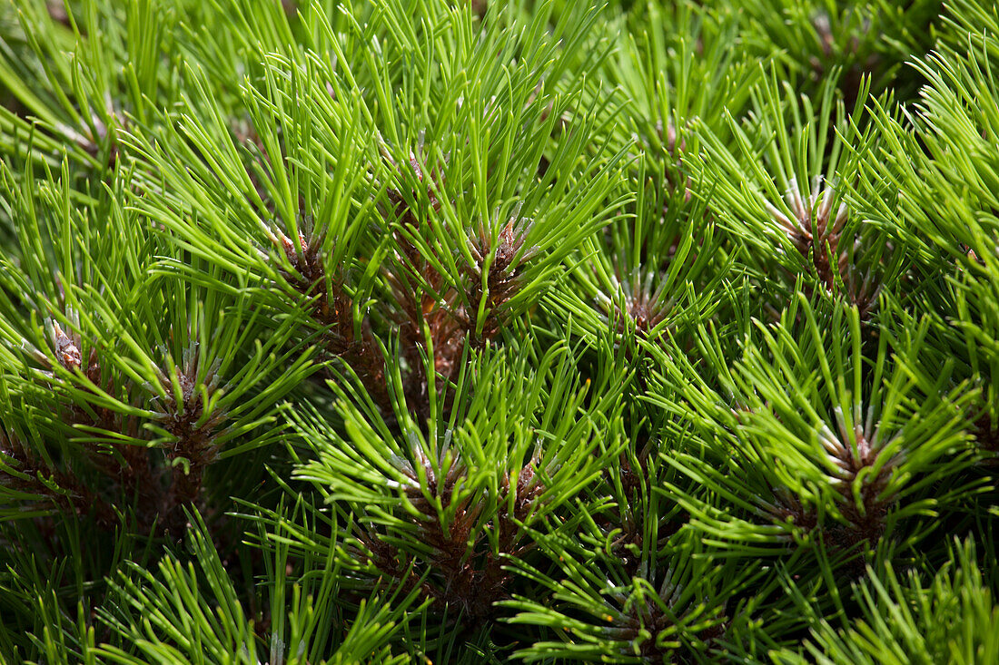 Pinus nigra 'Marie Bregeon'