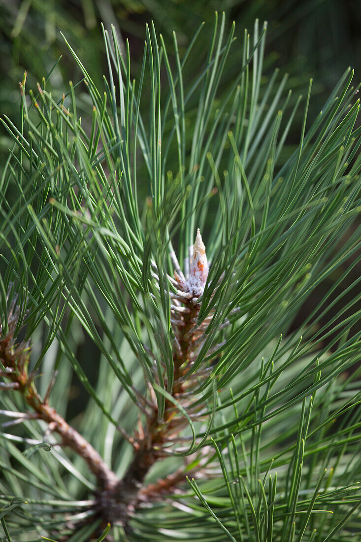 Pinus nigra 'Nana Wuerstle' ®