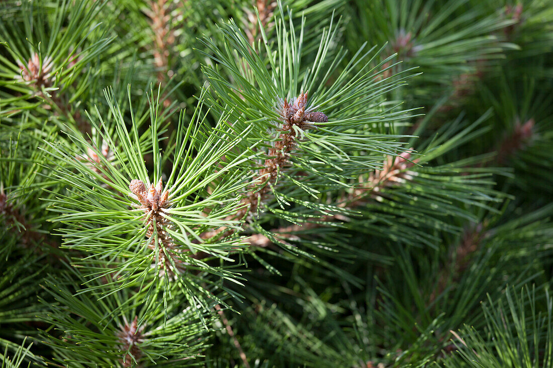 Pinus nigra Pierrick Bregeon