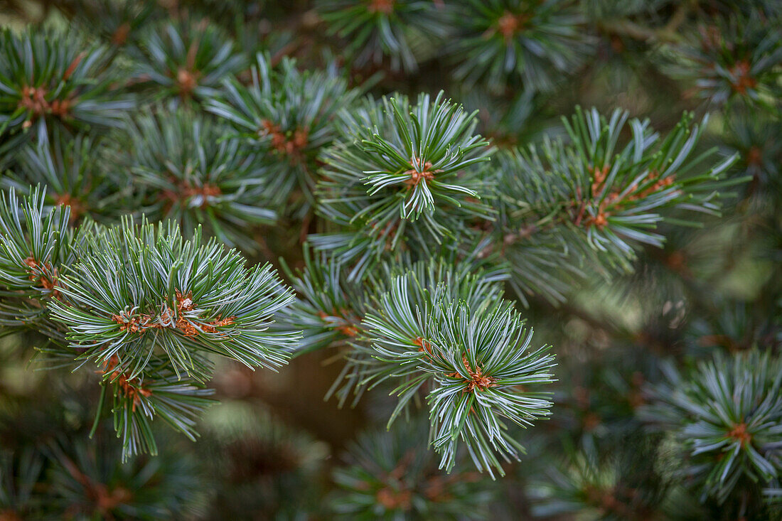 Pinus parviflora 'Brevifolia'