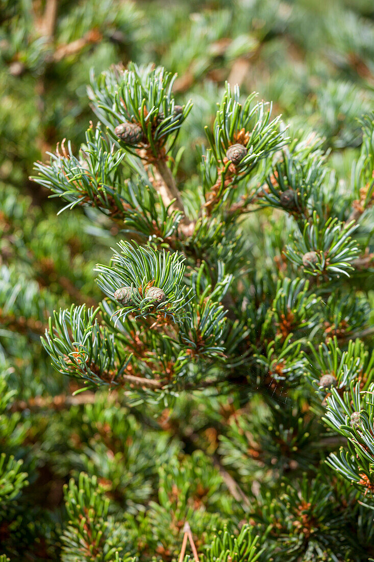 Pinus parviflora 'Hagoromo'