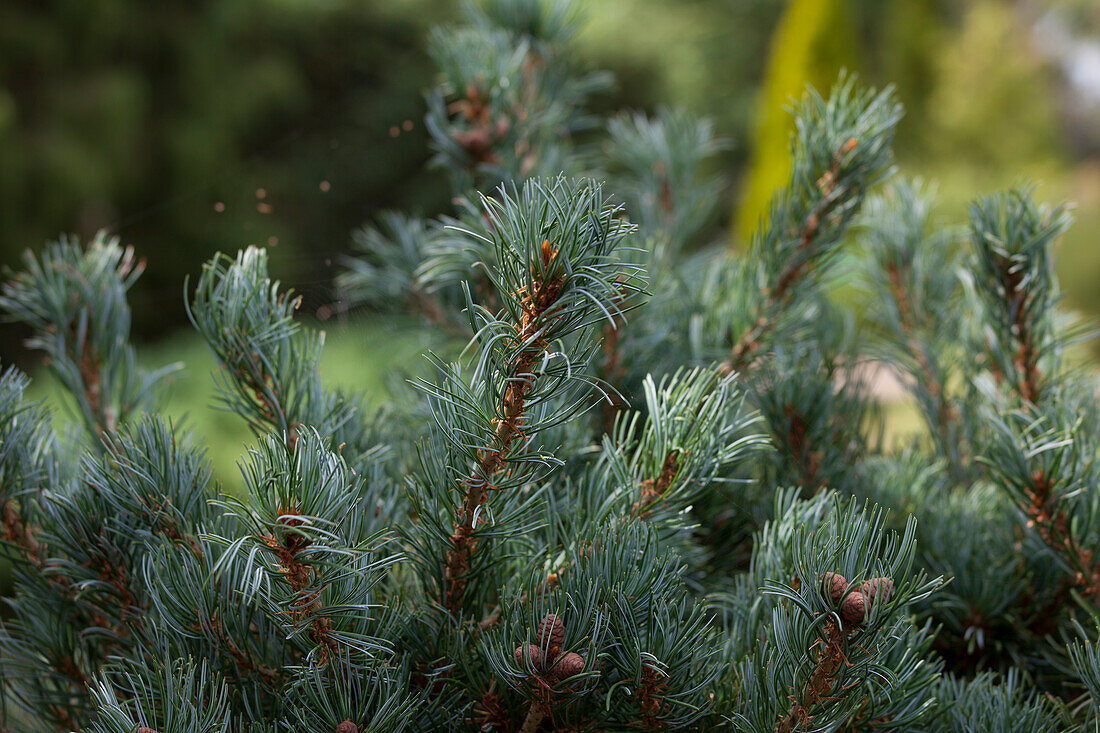 Pinus parviflora 'Shirobana'