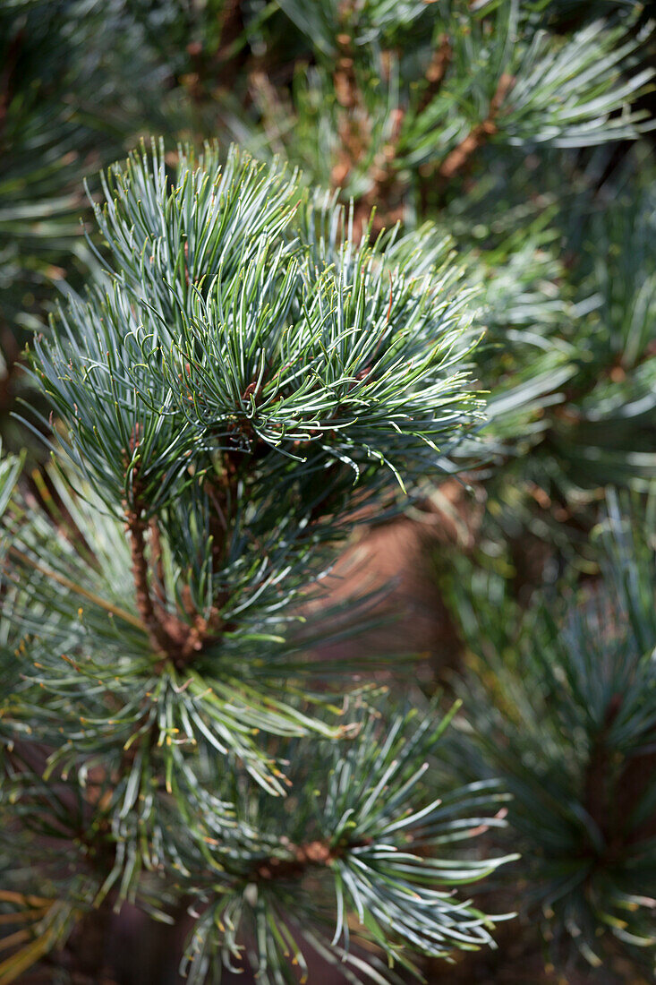 Pinus pumila 'Jeddeloh'