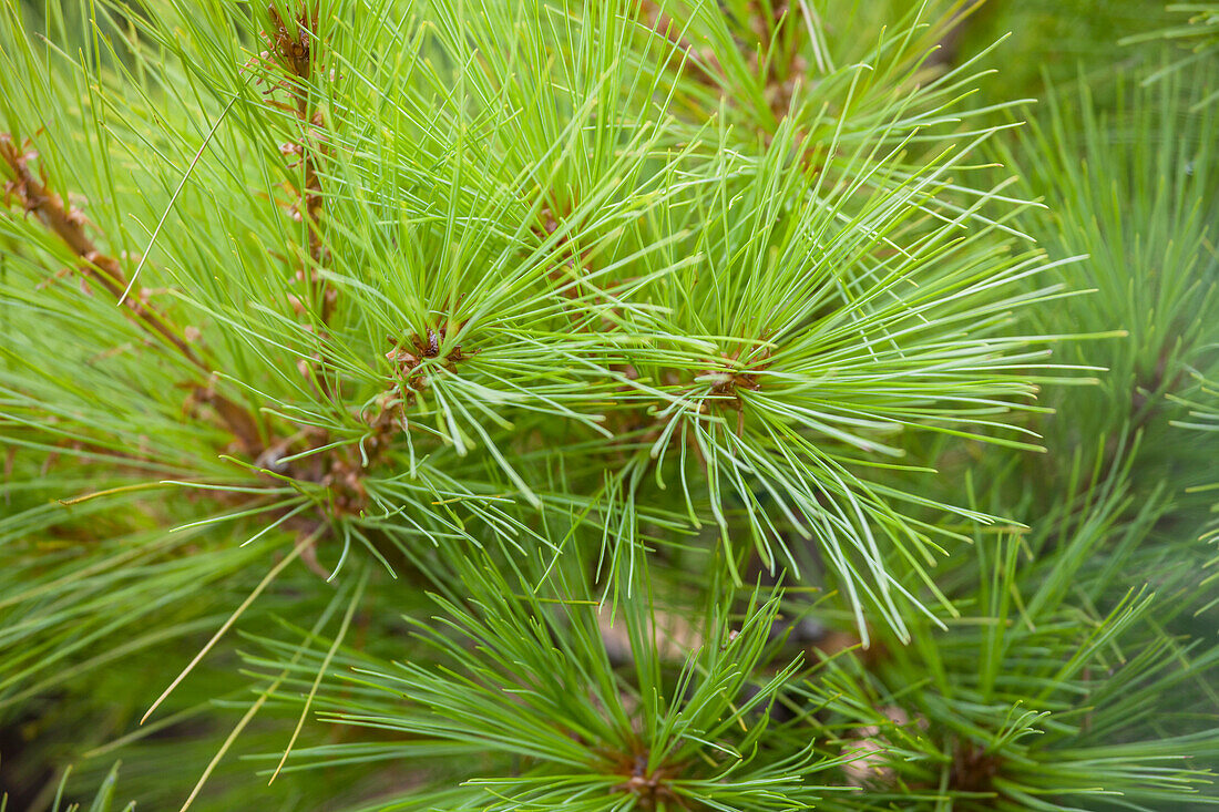 Pinus strobus 'Louie'