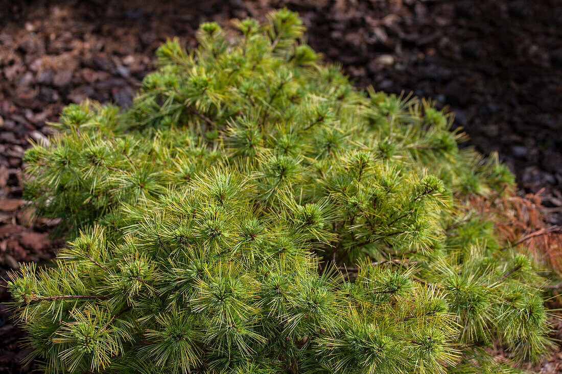 Pinus strobus 'Minima'