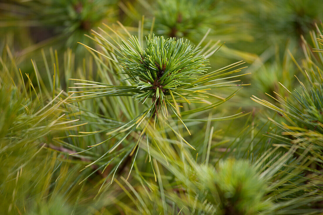 Pinus strobus 'Minima'